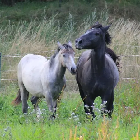 Ecki's 